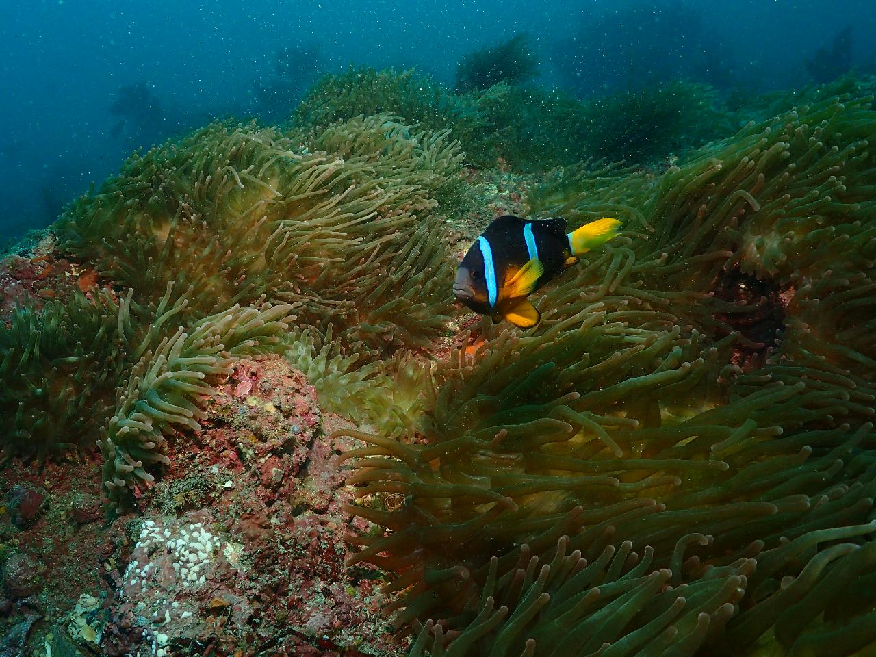 섶섬의 니모가 2마리에서 3마리로 늘었네요