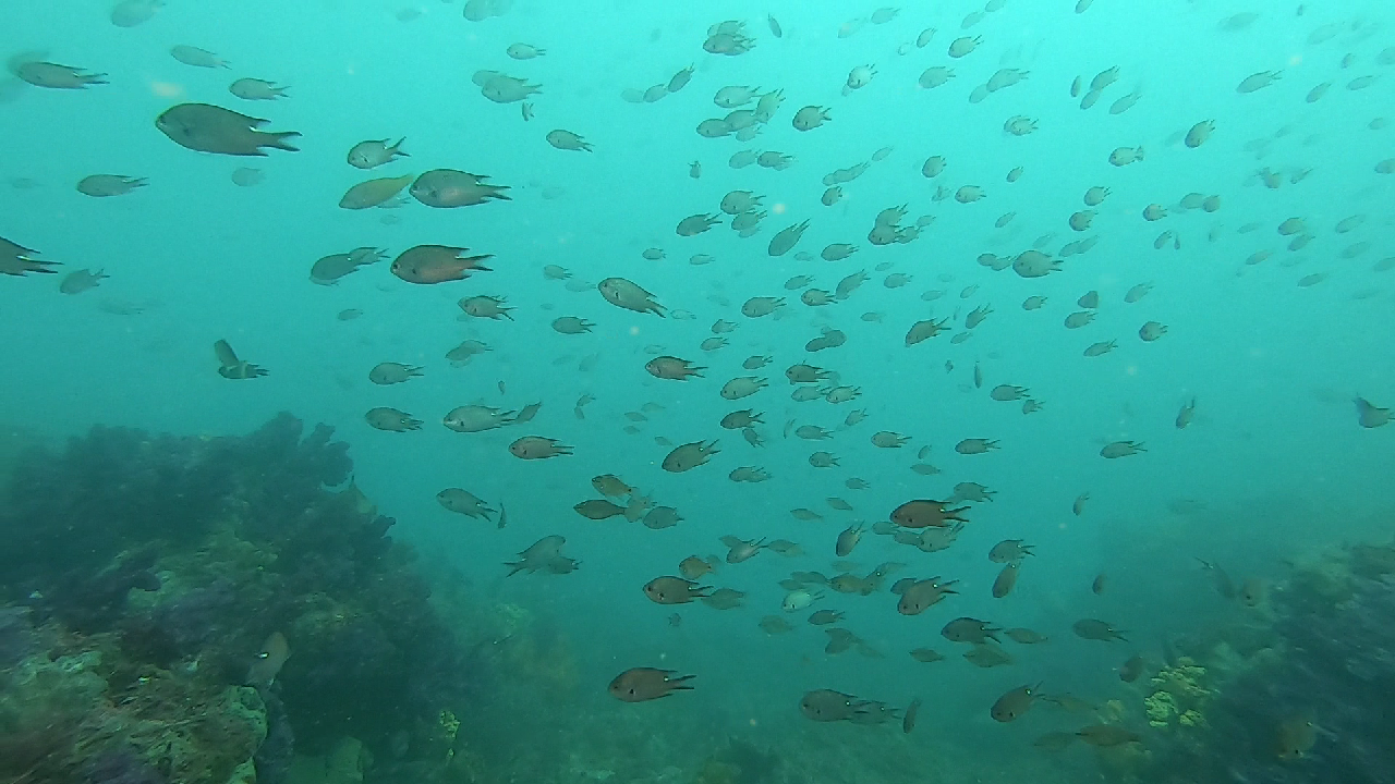 문섬에 대왕 오징어 포착