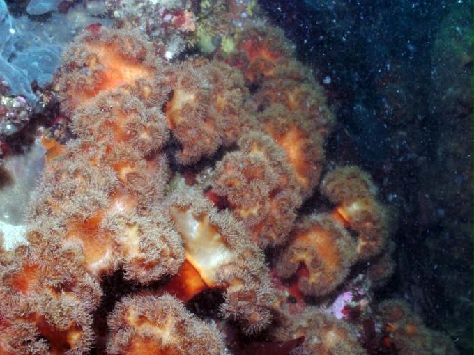 펀다이빙 - 강원도 고성 LF문암리조트 - 금강산