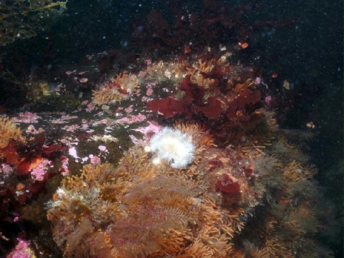 펀다이빙 - 강원도 고성 LF문암리조트 - 금강산