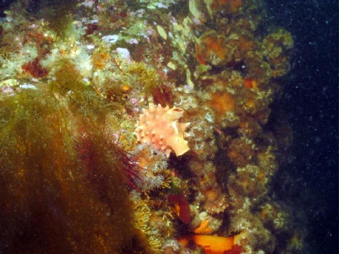 펀다이빙 - 강원도 고성 LF문암리조트 - 금강산