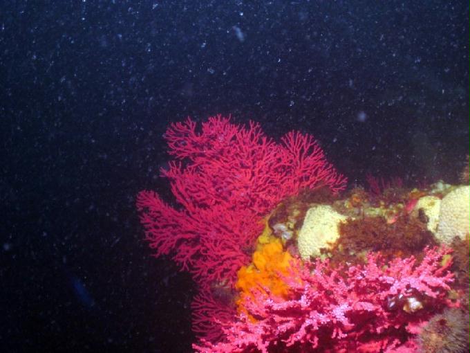 펀다이빙 - 강원도 강릉 경포다이브리조트 - 꽃동산