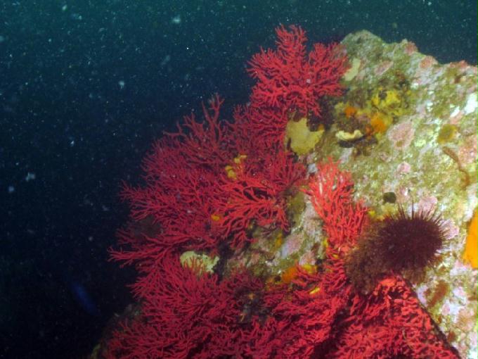 펀다이빙 - 강원도 강릉 경포다이브리조트 - 꽃동산