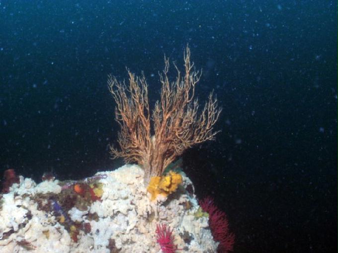 펀다이빙 - 강원도 강릉 경포다이브리조트 - 꽃동산