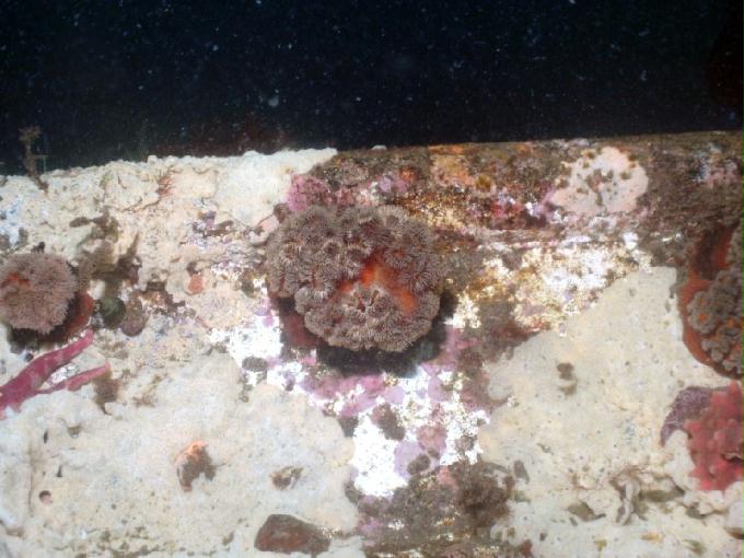 펀다이빙 - 강원도 강릉 경포다이브리조트 - 꽃동산