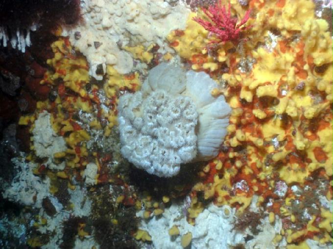 펀다이빙 - 강원도 강릉 경포다이브리조트 - 꽃동산