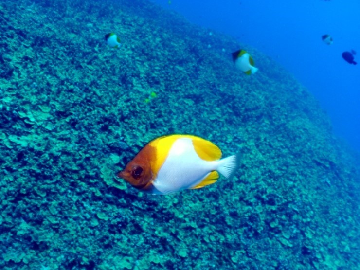 펀다이빙 - 사이판 다이브Y2K - 딤플(DIMPLE)