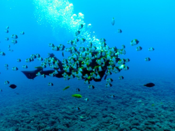 펀다이빙 - 사이판 다이브Y2K - 딤플(DIMPLE)