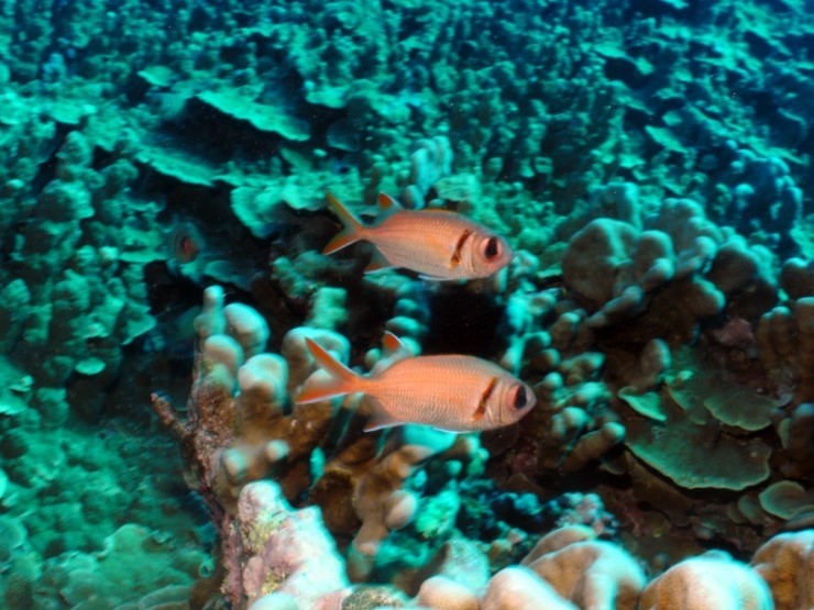 펀다이빙 - 사이판 다이브Y2K - 딤플(DIMPLE)