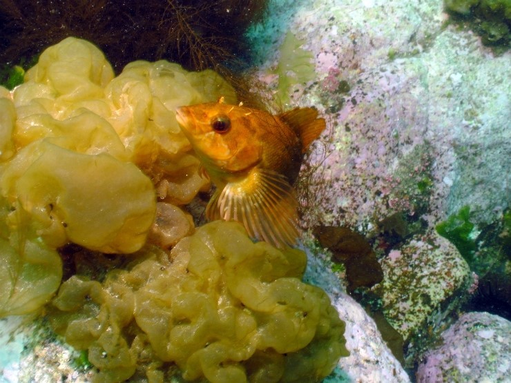 펀다이빙 - 강원도 양양 38마린리조트 - 라이브락