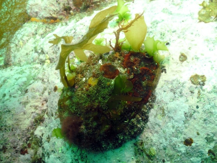 펀다이빙 - 강원도 양양 38마린리조트 - 라이브락