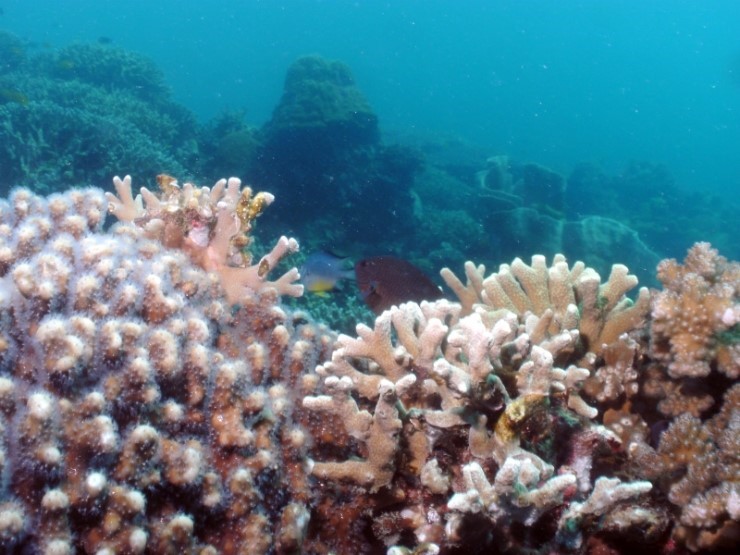 펀다이빙 - 필리핀 모알보알 블루스타 리조트 - 카사이 월