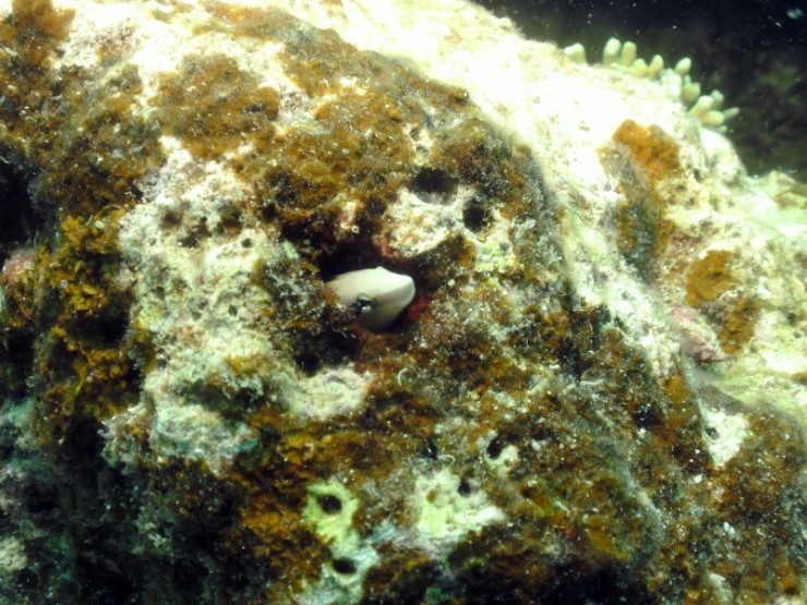 펀다이빙 - 필리핀 모알보알 블루스타 리조트 - 카사이 월