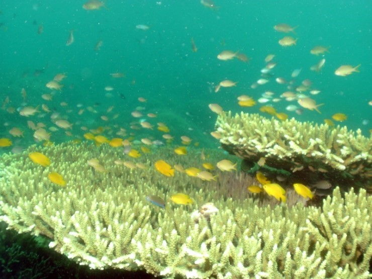 펀다이빙 - 필리핀 모알보알 블루스타 리조트 - 카사이 월