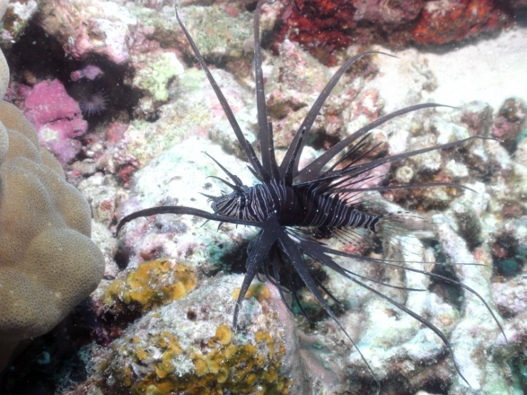 펀다이빙 - 필리핀 모알보알 블루스타 리조트 - 카사이 월