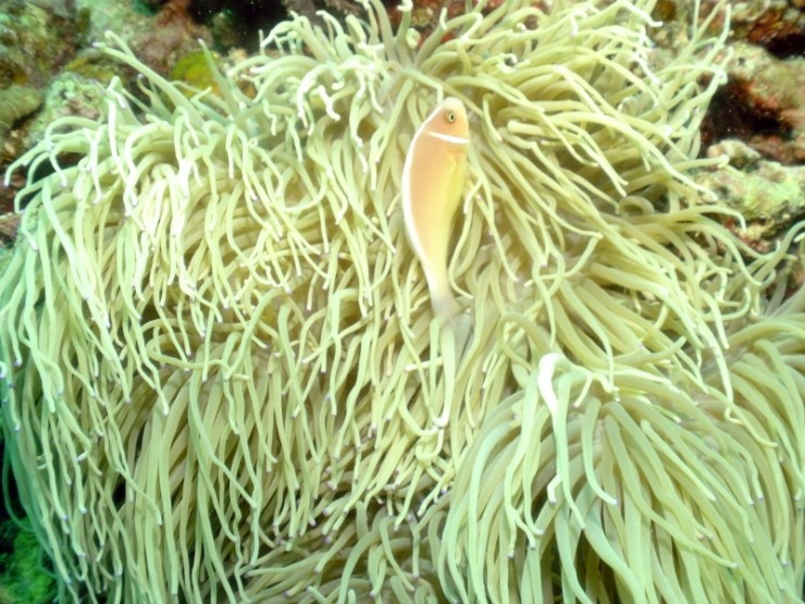 펀다이빙 - 필리핀 모알보알 블루스타 리조트 - 카사이 월