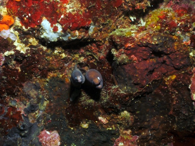 펀다이빙 - 필리핀 모알보알 블루스타 리조트 - 카사이 월