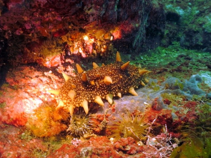 펀다이빙 - 강원도 양양 38마린리조트 - 아취