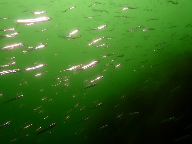 펀다이빙 - 강원도 강릉 마린플래닛 - 오픈워터