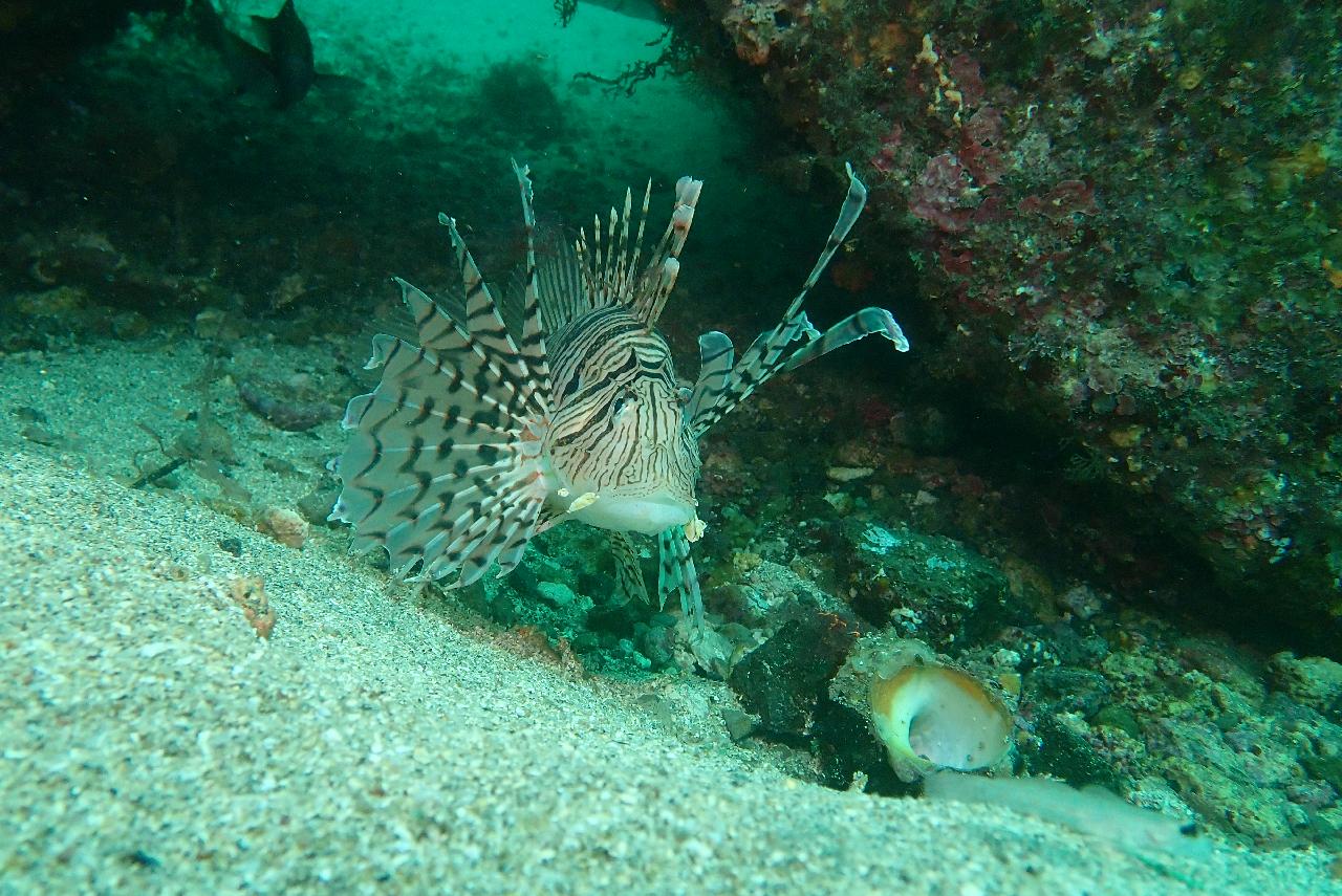 the best fun dive in Jeju island