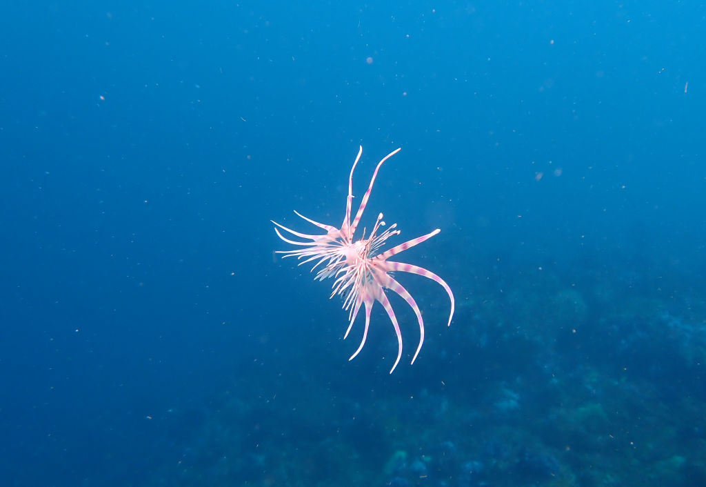 魔法使いと小さいカサゴ