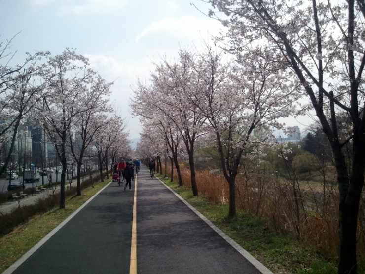 봄이 너무 빨리왔어... - 올림픽공원