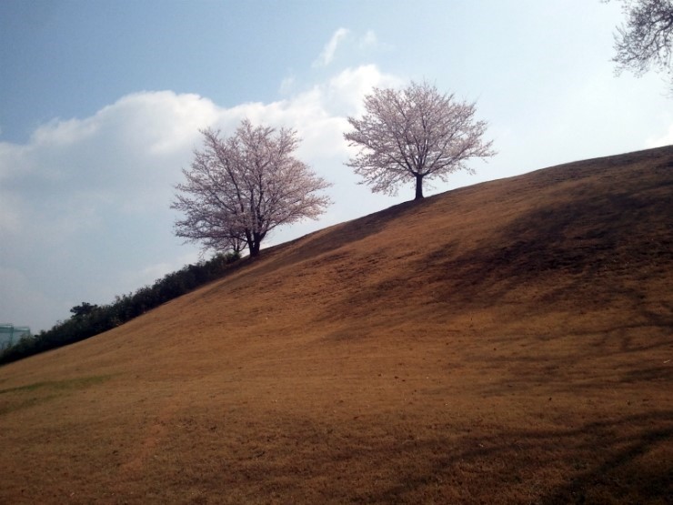 봄이 너무 빨리왔어... - 올림픽공원