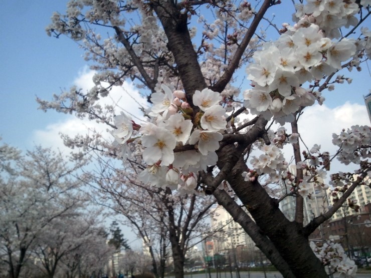 봄이 너무 빨리왔어... - 올림픽공원